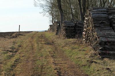 Tas de bois et filaments