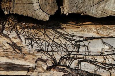 Tas de bois et filaments