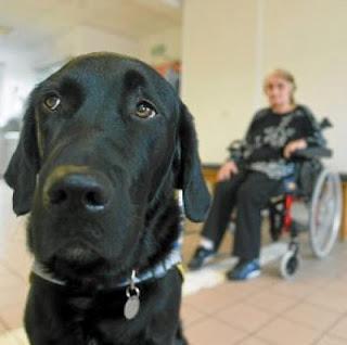 La nouvelle carrière d’Eliott ou l’expérimentation de la zoothérapie.