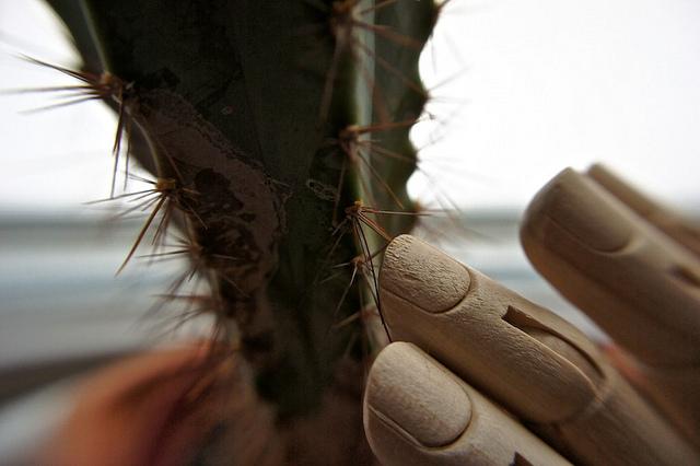 anteketborka_cactus2