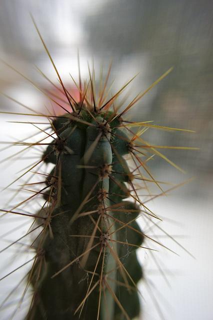 anteketborka_cactus9