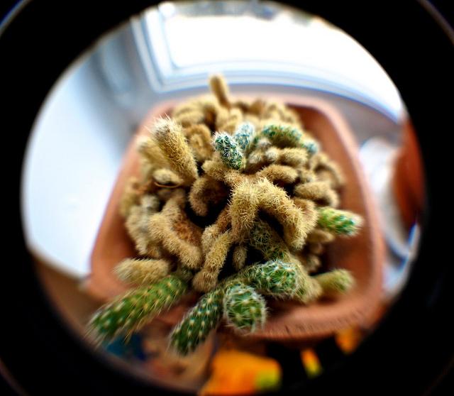 anteketborka_cactus4