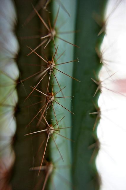 anteketborka_cactus8