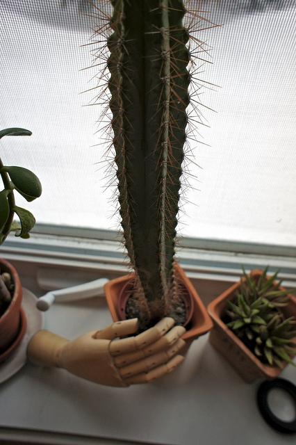 anteketborka_cactus1