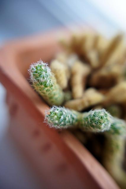 anteketborka_cactus11