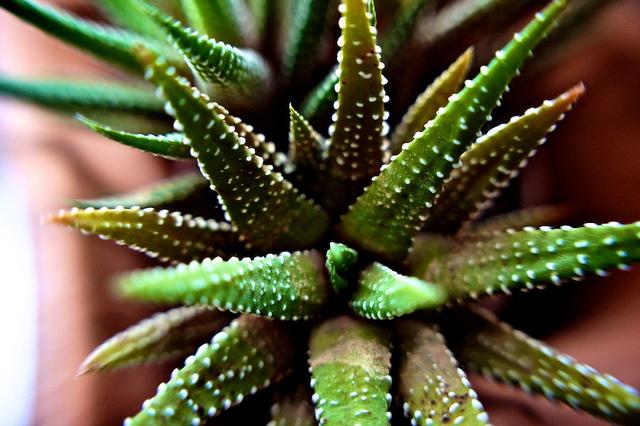 anteketborka_cactus6