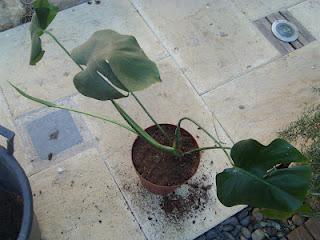 Bouture Monstera