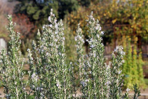 2 rosmarinus paris 12 nov 2011 058 (1).jpg