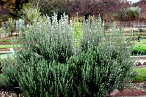 4 romarin paris 4 déc 2011 069.jpg