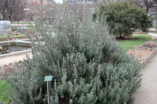 8 romarin paris 3 mars 2012 138.jpg