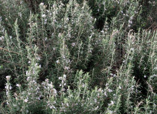 9 romarin rec paris 3 mars 2012 138.jpg