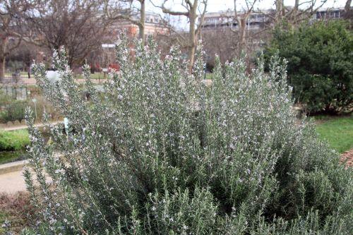 6 rosmarinus paris 21 janv 2012 096.jpg