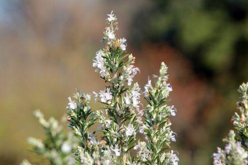 3 rosmarinus paris 12 nov 2011 058 (3).jpg