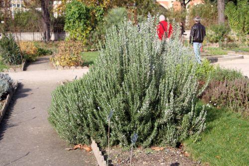 1 rosmarinus paris 12 nov 2011 058.jpg