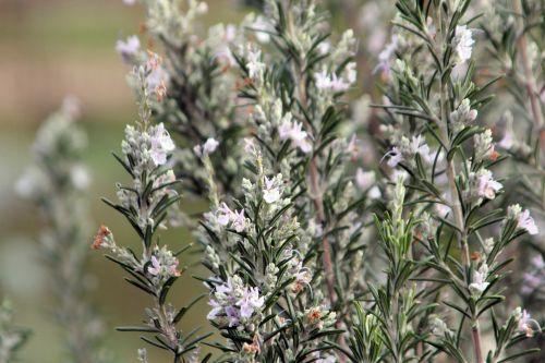 7 rosmarinus paris 21 janv 2012 097.jpg