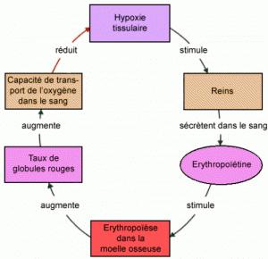 Comprendre les résultats des globules rouges dans une prise de sang.