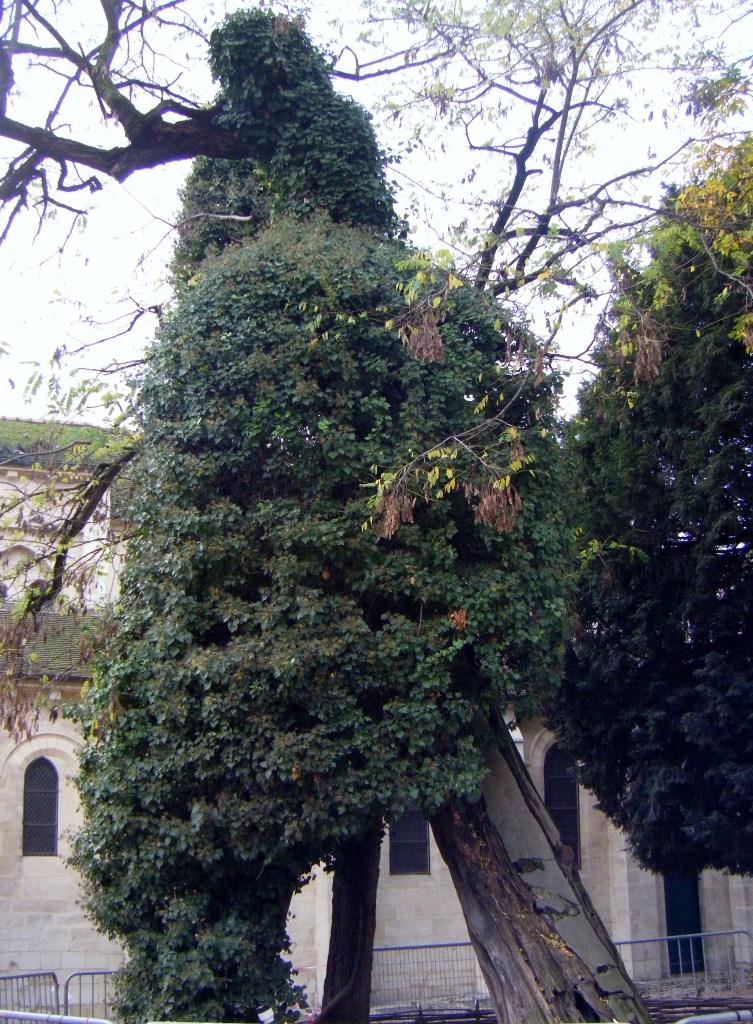 Le Plus vieil arbre de Paris