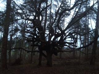arbre aux sorcières