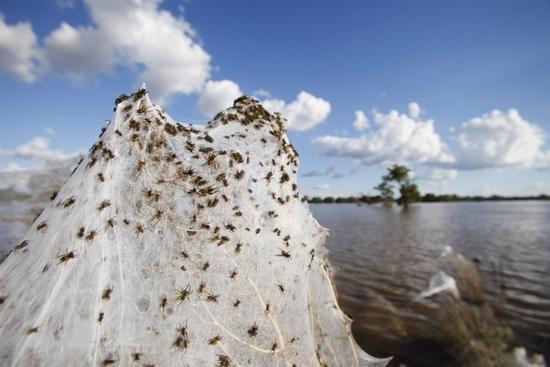 Des araignées envahissent une région Australienne