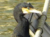 Paroles cormoran= printemps retour