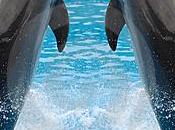 Vidéo émouvante touristes sauvent dauphins mort