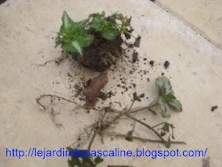 Boutures de racines de Phlox réussies !