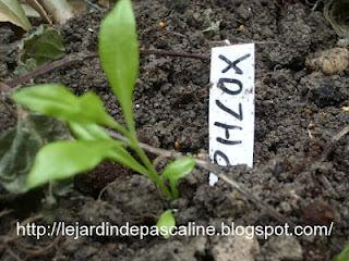 Boutures de racines de Phlox réussies !