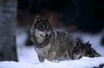 arrete_loup_2_janvier_2012_300x198
