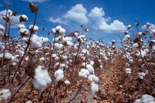 La solitude des champs de coton