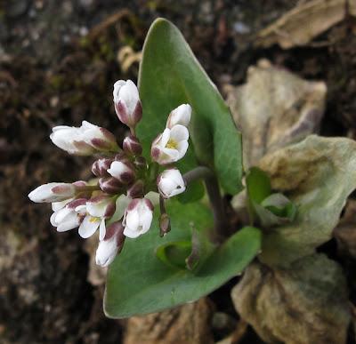 Trois nouvelles espèces vernales