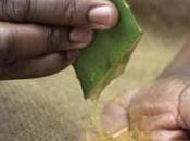 Parfums cosmétiques, défis sourcing éthique…