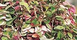 Bouturer la Callisia Repens