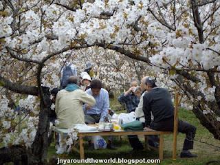 Le Nord Ouest de Kyoto: cerises, pavillon d'or et jardins