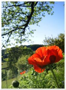 coquelicot