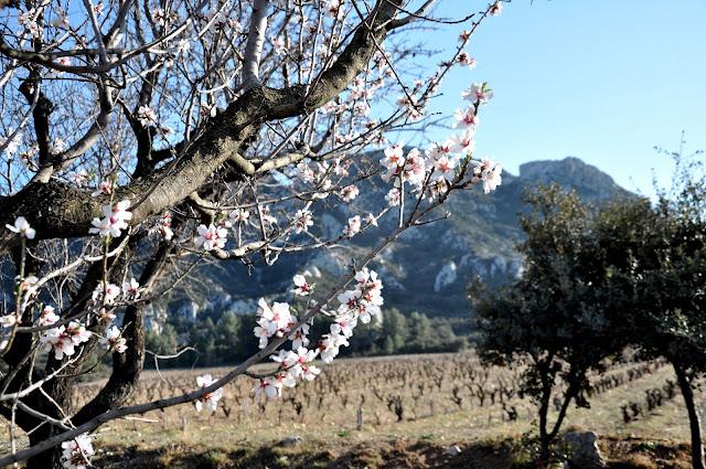 amandiers en fleurs