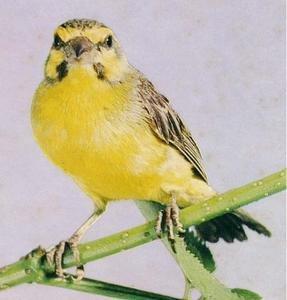 Serin-du-Mozambique.jpg