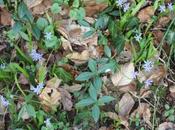 Scilla bifolia