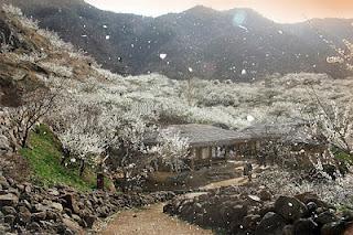 Symbolisme coréen – Fleurs de prunier