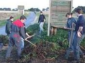 Callot. chantier d'arrachage pour limiter propagation plantes invasives
