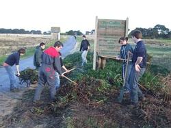 île Callot. Un chantier d'arrachage pour limiter la propagation des plantes invasives