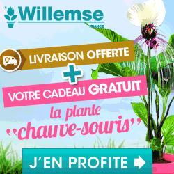 Boutures d'Aeschynanthus