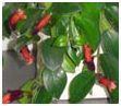 Boutures d'Aeschynanthus