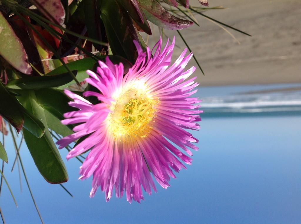 Quelques photos prises avec le nouvel iPad