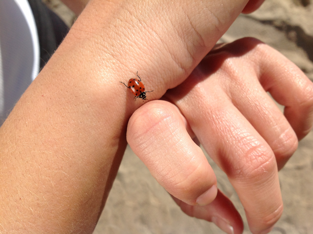 Quelques photos prises avec le nouvel iPad