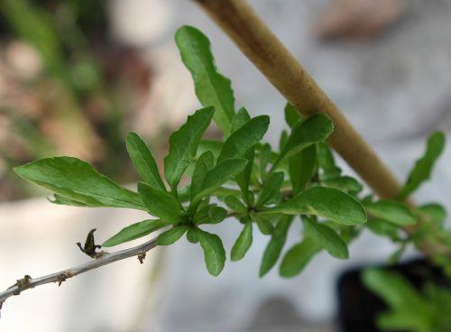 4 veneux 13 mars 2012 018.jpg