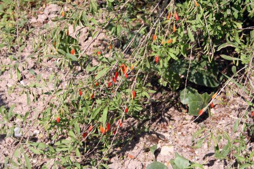 5 lycium chinense 19 août 043.jpg