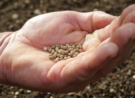 graine-l650-h474-c Pékin bat Bruxelles à son propre jeu