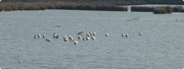 Le tour du Domaine de Certes