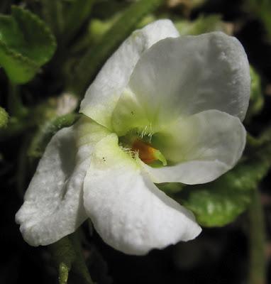 Premières violettes