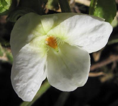 Premières violettes